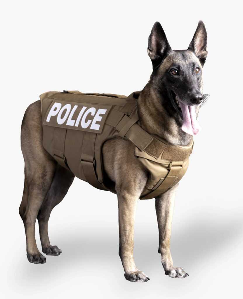The Sordid Tale of Deputy Adam Brown: An Object Lesson The Sordid Tale of Deputy Adam Brown: An Object Lesson