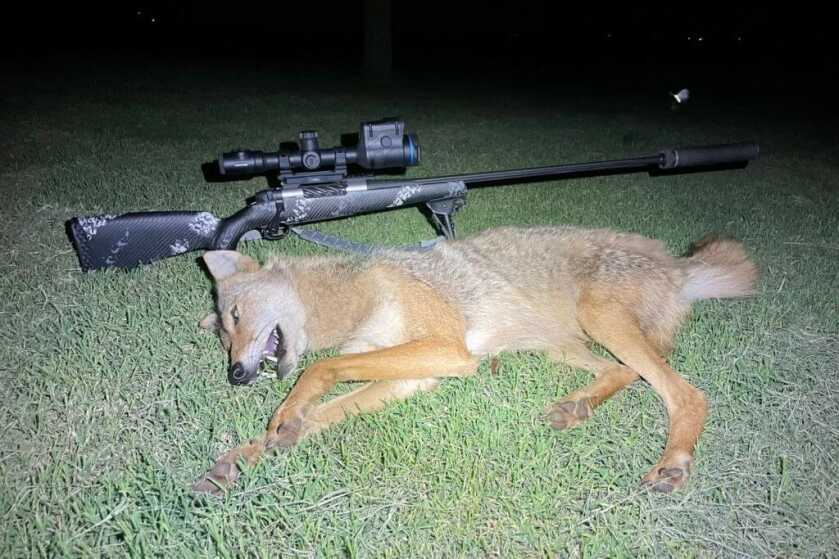 New From Weatherby: The Ultralight Mark V Backcountry 2.0 TI Weatherby Ultralight Mark V Backcountry 2.0 TI with coyote at night