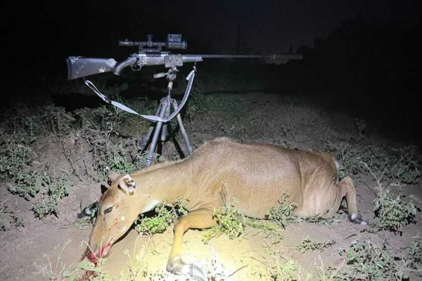 New From Weatherby: The Ultralight Mark V Backcountry 2.0 TI Weatherby Ultralight Mark V Backcountry 2.0 TI at night on tripod with deer
