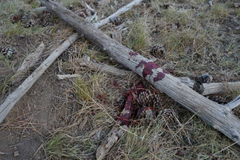 Blood Trailing Blood Trailing