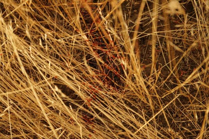 Blood Trailing Blood Trailing
