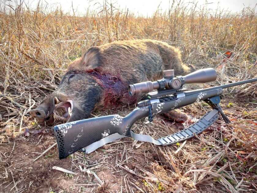 New From Weatherby: The Ultralight Mark V Backcountry 2.0 TI Weatherby Ultralight Mark V Backcountry 2.0 TI with a dead wild hog