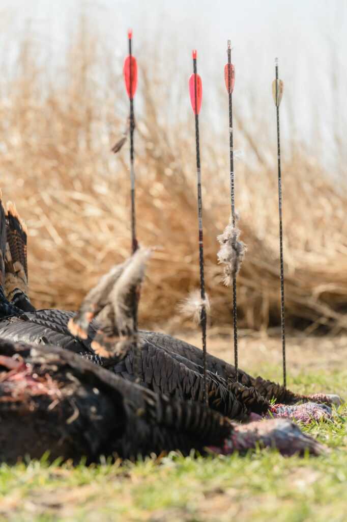 Go Expandable For Turkeys Go Expandable For Turkeys
