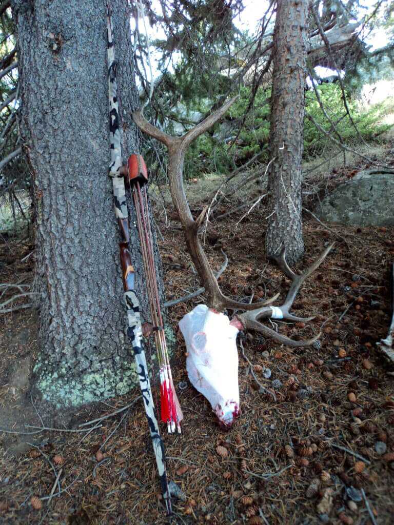 TAKE THE SHOT: A traditional bowhunter is offered a mid-range shot at a moving bull elk. Should he take the shot? Longbow, quiver, and elk skull propped against tree