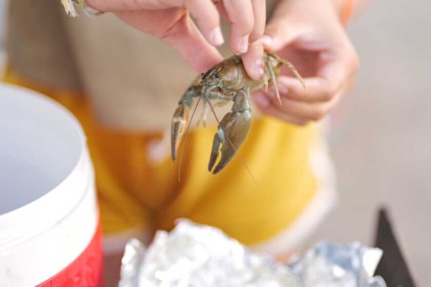 Simple Gourmet: Hobo Dinner with Mountain Lobster Crawdads being prepped for a mountain-style hobo dinner