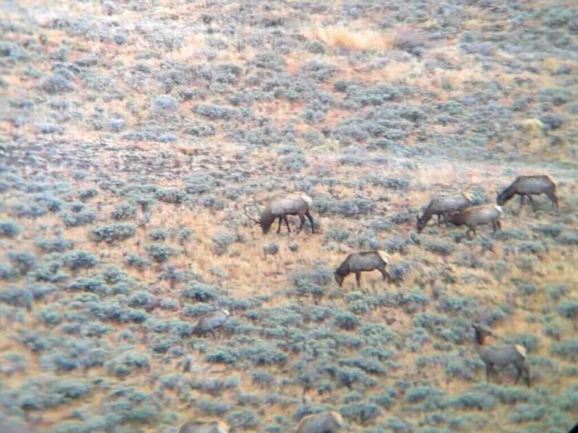 3 - Fireside Stories: How I Killed My Smallest Bull Elk on The Best Tag I've Ever Had - Part 3 of 3 An elk feeds with his herd on a sagebrush hillside.