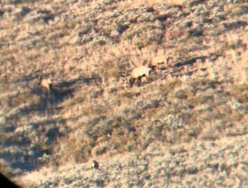 3 - Fireside Stories: How I Killed My Smallest Bull Elk on The Best Tag I've Ever Had - Part 3 of 3 Large game feed on a hillside, photographed through a spotting scope from over a mile away.