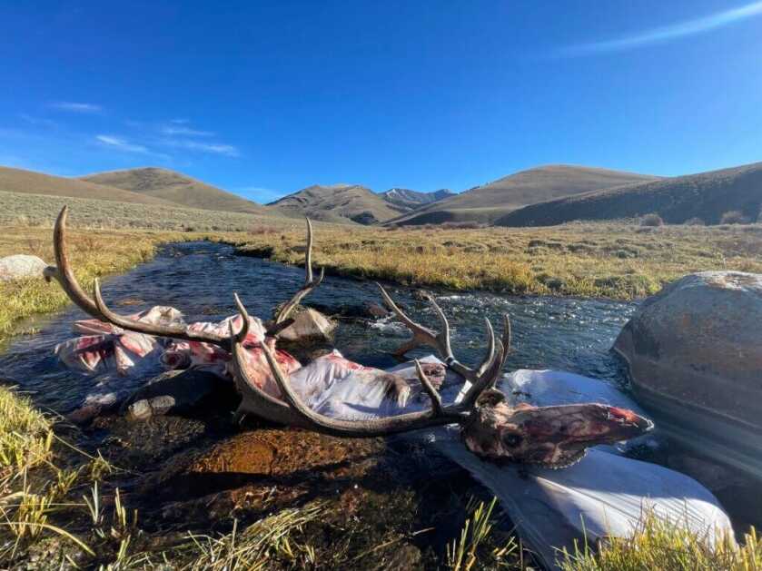 3 - Fireside Stories: How I Killed My Smallest Bull Elk on The Best Tag I've Ever Had - Part 3 of 3 Two butchered bull elk lay in a stream for preservation on a hot, sunny day.