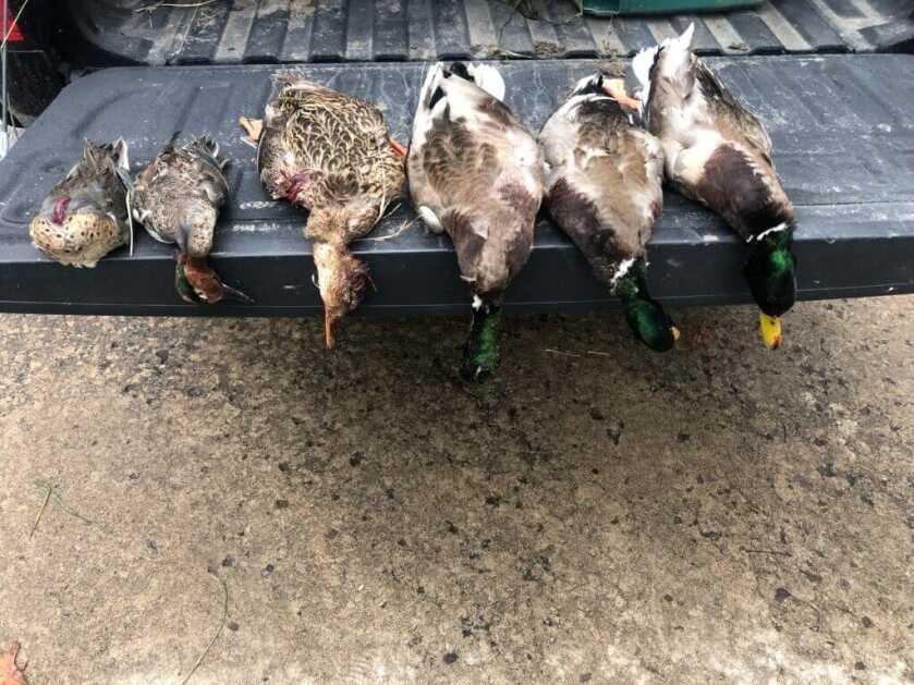 ducks taken after earning private field access through harvest work and farmer trust