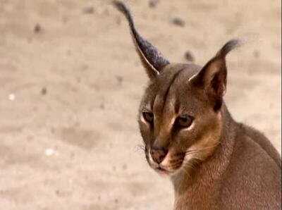 Caracal - A New Polymer Pistol from the UAE Caracal - A New Polymer Pistol from the UAE