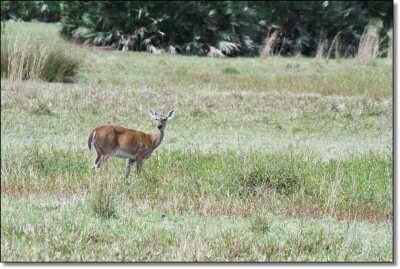 Summer Hunting Anyone?  - Varmint and Predator Hunting All Year Round