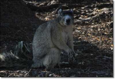 Summer Hunting Anyone?  - Varmint and Predator Hunting All Year Round