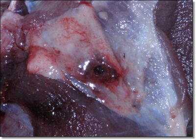 American Tactical Imports ATI 1911 .22 Rimfire with Fake Silencer- New Gun Review