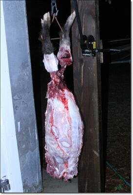 American Tactical Imports ATI 1911 .22 Rimfire with Fake Silencer- New Gun Review