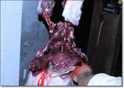 American Tactical Imports ATI 1911 .22 Rimfire with Fake Silencer- New Gun Review