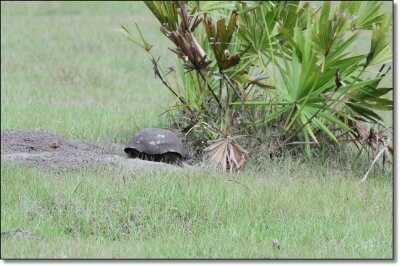 Summer Hunting Anyone?  - Varmint and Predator Hunting All Year Round