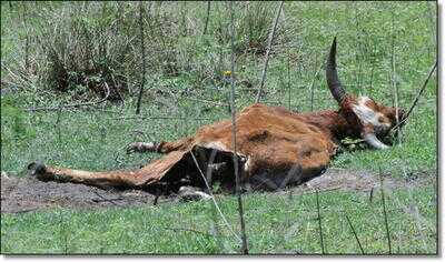 Killing Coyotes 101 - Daytime and Night Hunting Problem Coyotes