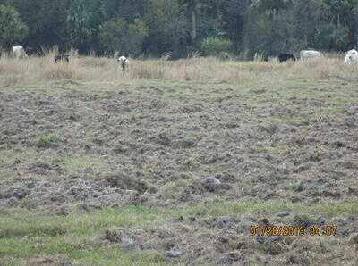 Mossberg Silver Reserve II Over/Under Shotgun—New Gun Review Mossberg Silver Reserve II Over/Under Shotgun—New Gun Review