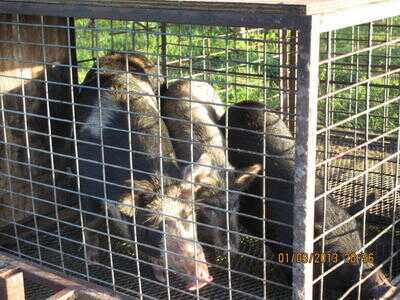 Mossberg Silver Reserve II Over/Under Shotgun—New Gun Review Mossberg Silver Reserve II Over/Under Shotgun—New Gun Review