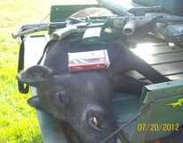 DRT Frangible .223 Ammo vs. Charging Wild Boar