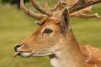 5 things I Learned on My First Black Powder Hunt