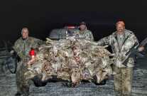 Calling Coyotes Like Clockwork