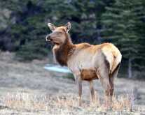 Canadian Man Fined $11,000, Banned from Hunting for 8 Years for Illegal Elk Kills