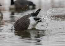 Lucky Duck's New Goose Agitator