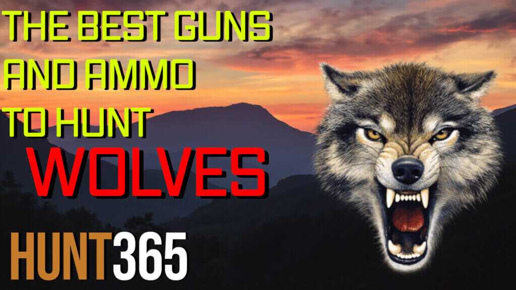 The Best Gun/Caliber to Hunt Wolves (Video)