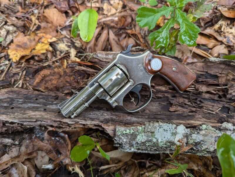 Rossi princess in the wild cover photo