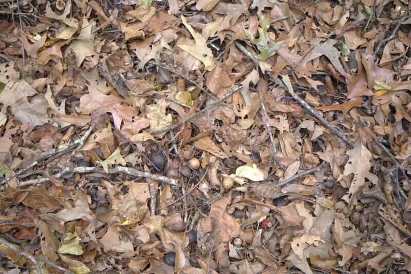 tree nuts squirrel hunting signs