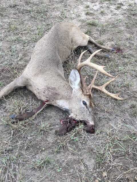 buck with a broken jaw laying on the ground