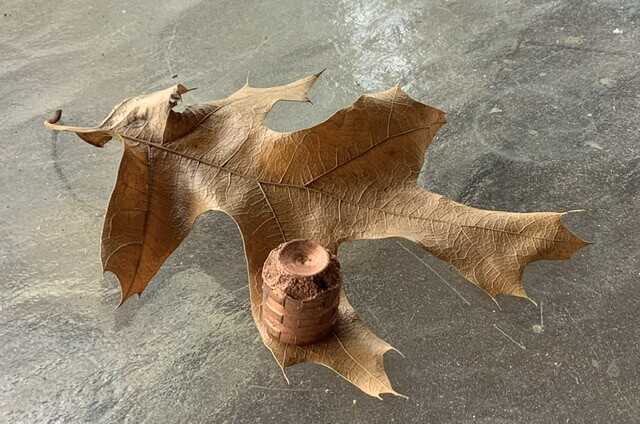 cutting edge bullet on a brown leaf
