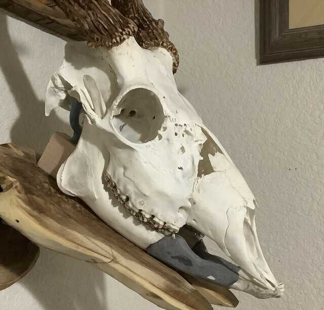 European mount of a buck