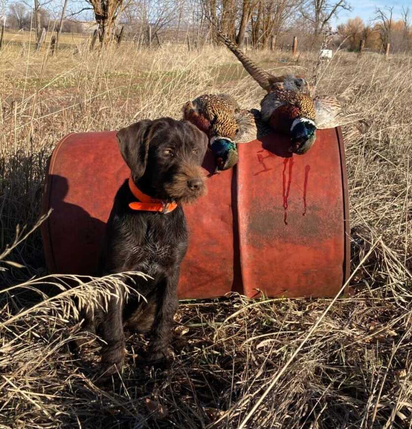 German Wirehaired Pointer Puppy. Pheasant hunting, bird hunting.