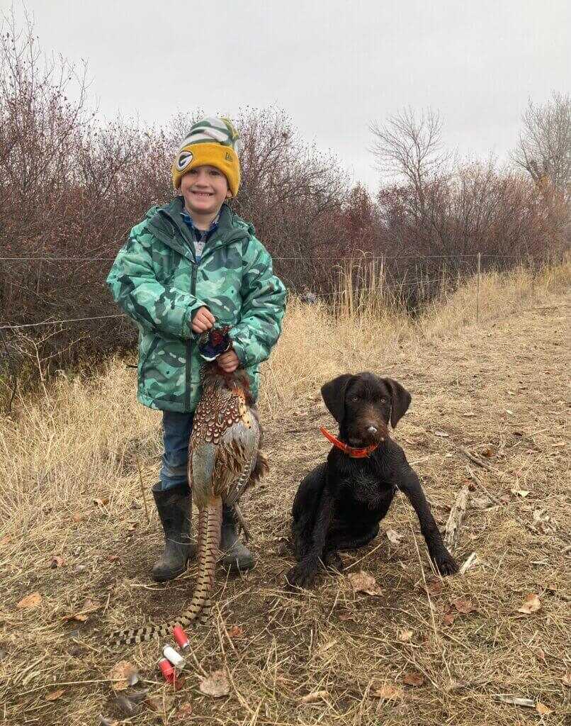 German Wirehaired Pointer Puppy Pheasant hunting.