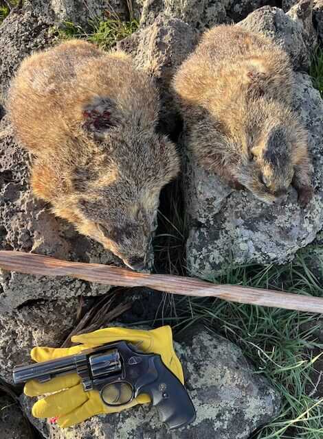 rockchuck taken with a handgun