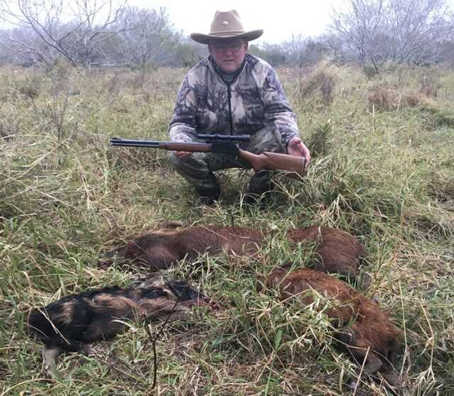Three feral hogs taken quickly with lever action emphasizing rapid sight acquisition