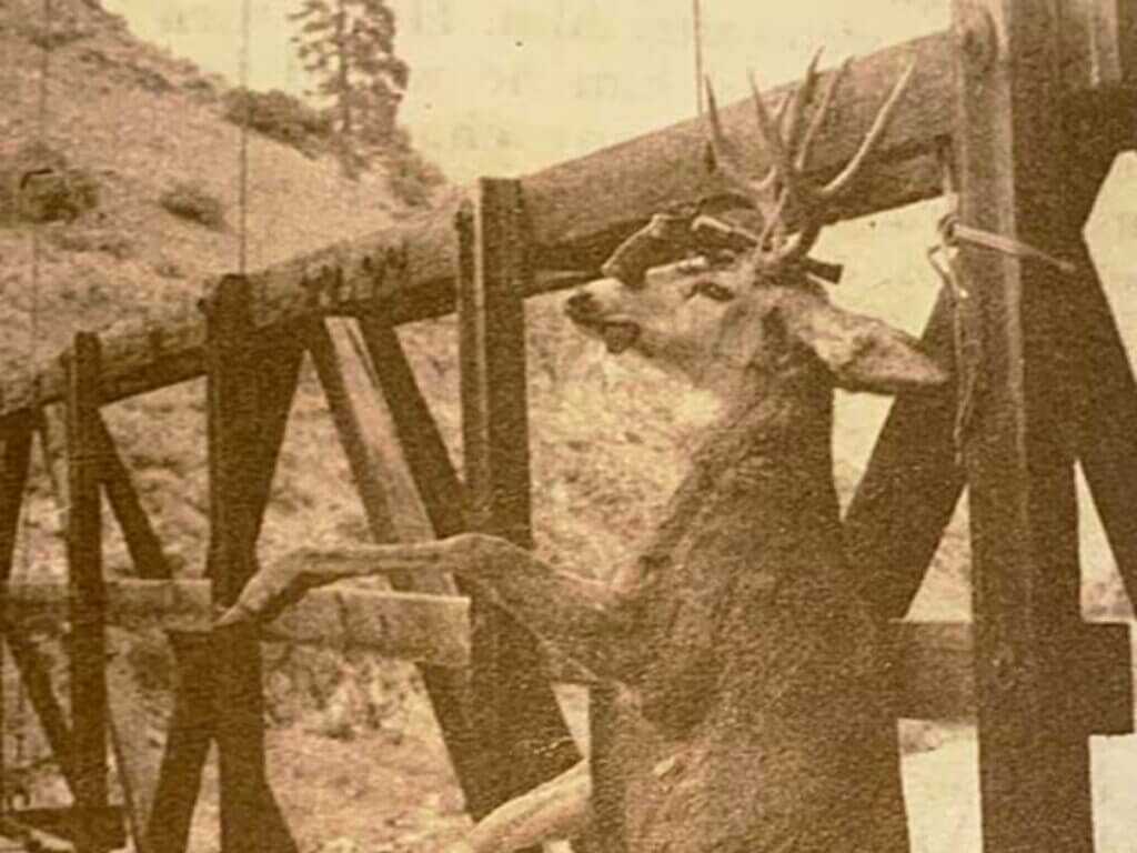 mule deer with revolver