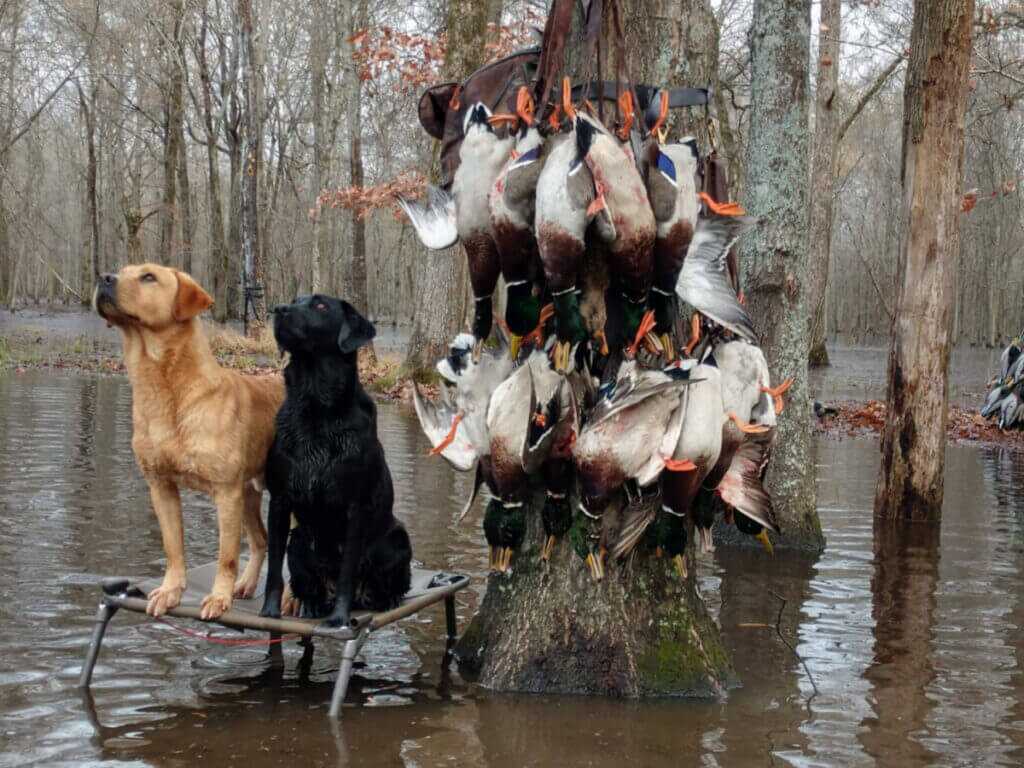 labs with ducks gun dogs