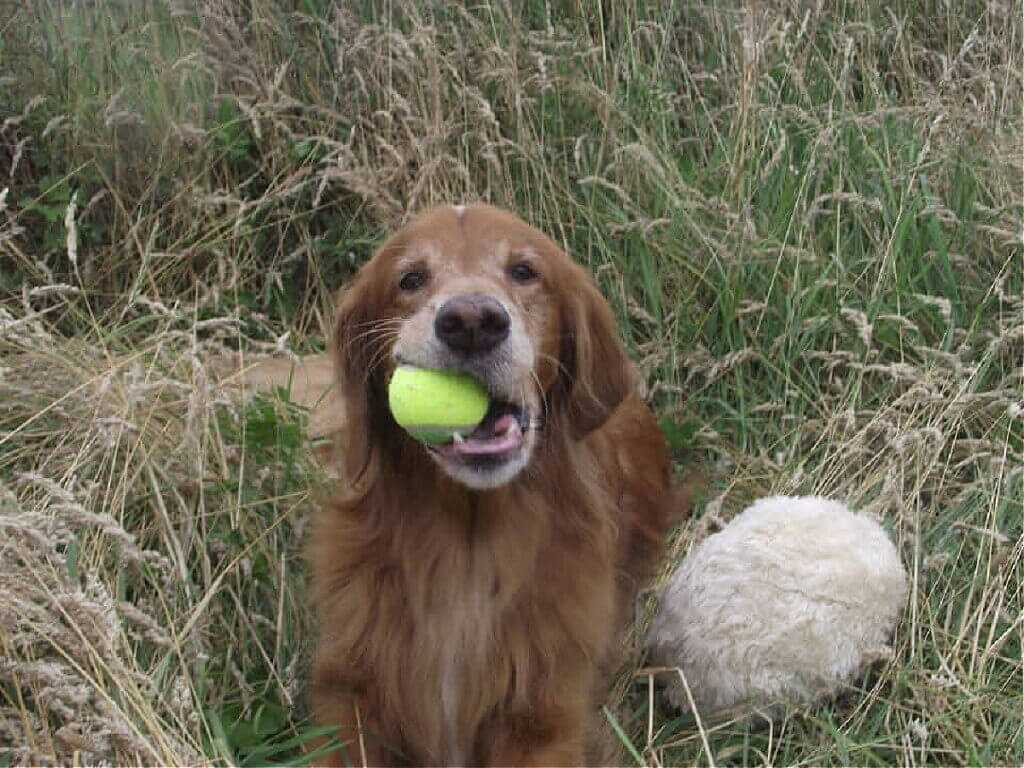 golden retriever tennis ball