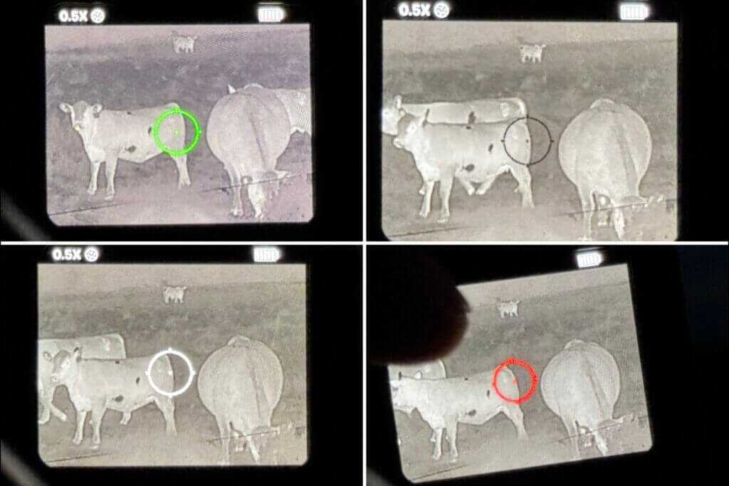 dots on a cows butt. FMP13