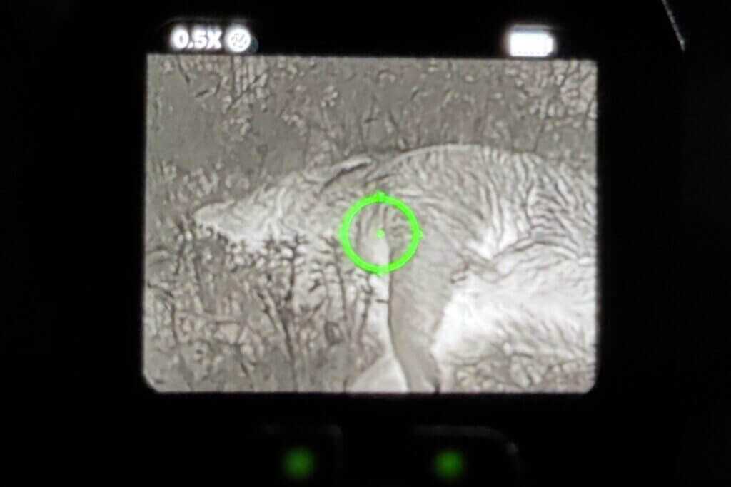 dead pig on screen. FMP13