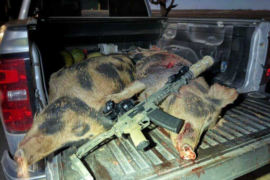 Hog hunt in progress using the Infitac IOL25 thermal scope in the field