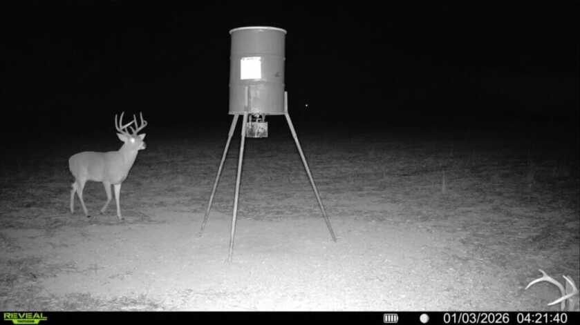 Night image sample from Tactacam REVEAL Ultra showing bucks active after dark