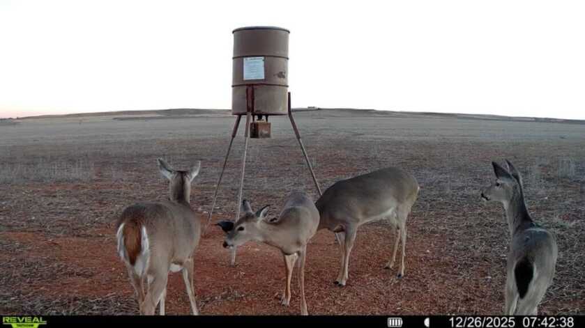 Daytime image sample from Tactacam REVEAL Ultra showing does feeding in the field