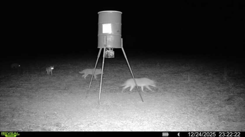 Night capture from Tactacam REVEAL Ultra showing four coyotes in range