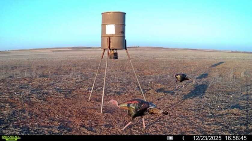 Tactacam REVEAL Ultra daytime trail camera image showing turkeys near the tree line