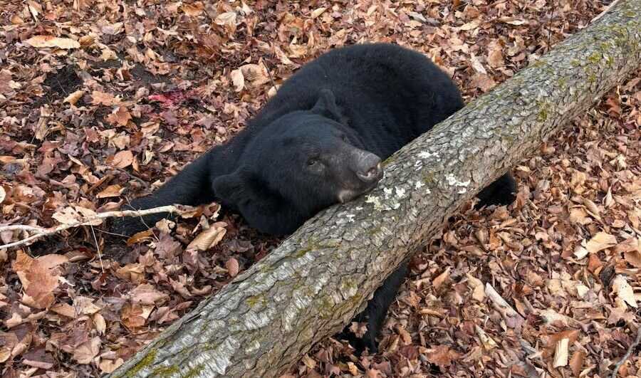 Black bear resting against a fallen tree in the woods after being harvested in Cattaraugus County.