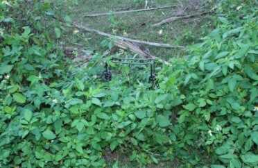 Setting a trap a foot high or so with an ear of corn on the trigger is more likely to be successful than on the ground. 